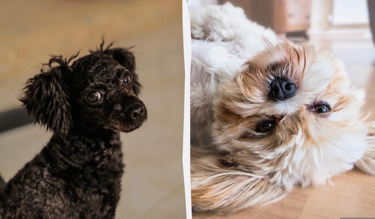 Названо породи собак, які живуть до 20 років: список довгожителів