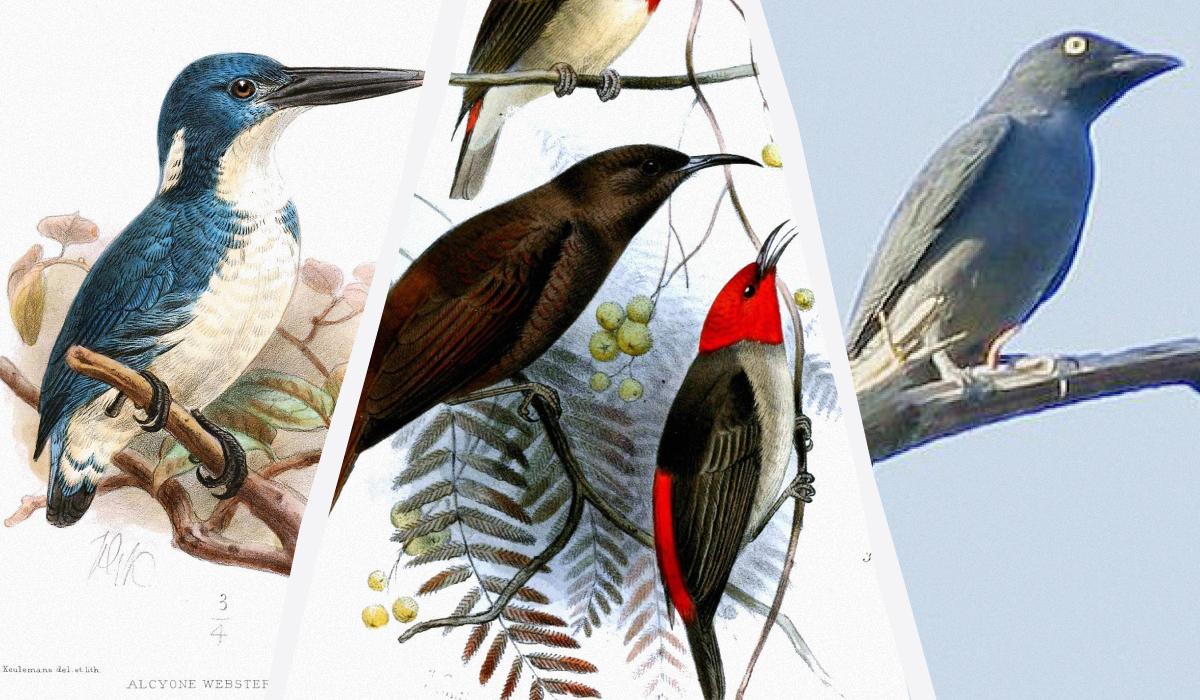 Орнітологи 'відкрили заново' шість видів рідкісних птахів у 2025 році