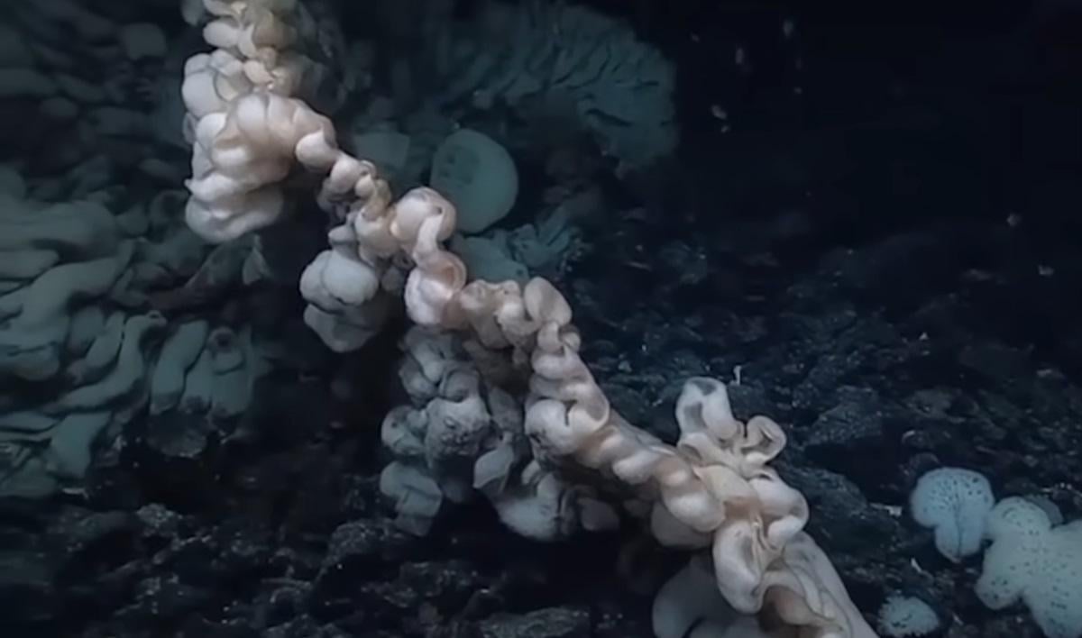 Схожа на купу білизни: вчені виявили рекордного морського мешканця на глибині понад 2 км