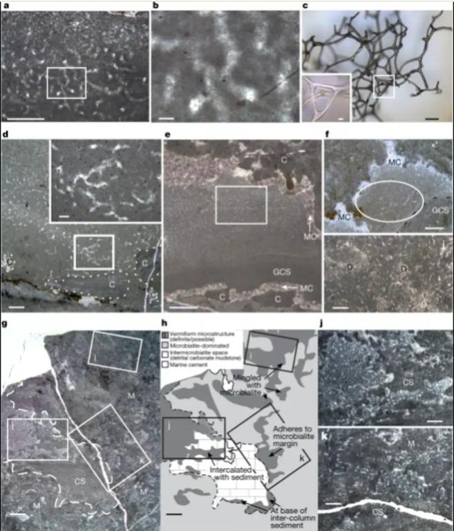 Учені знайшли серед скель найдавніші сліди тварин на Землі: їм майже 900 млн років