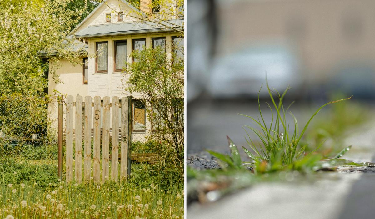 Что сделать, чтобы вдоль забора не росла трава