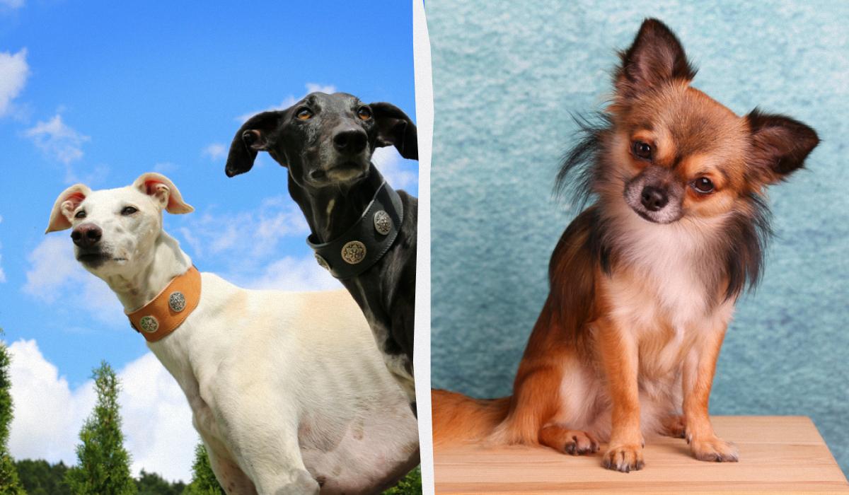 Які великі собаки живуть найдовше