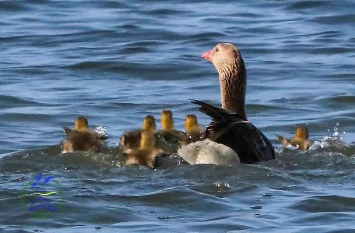 В нацпарку на Одещині з’явились пташенята у птахів, які можуть прожити чверть століття