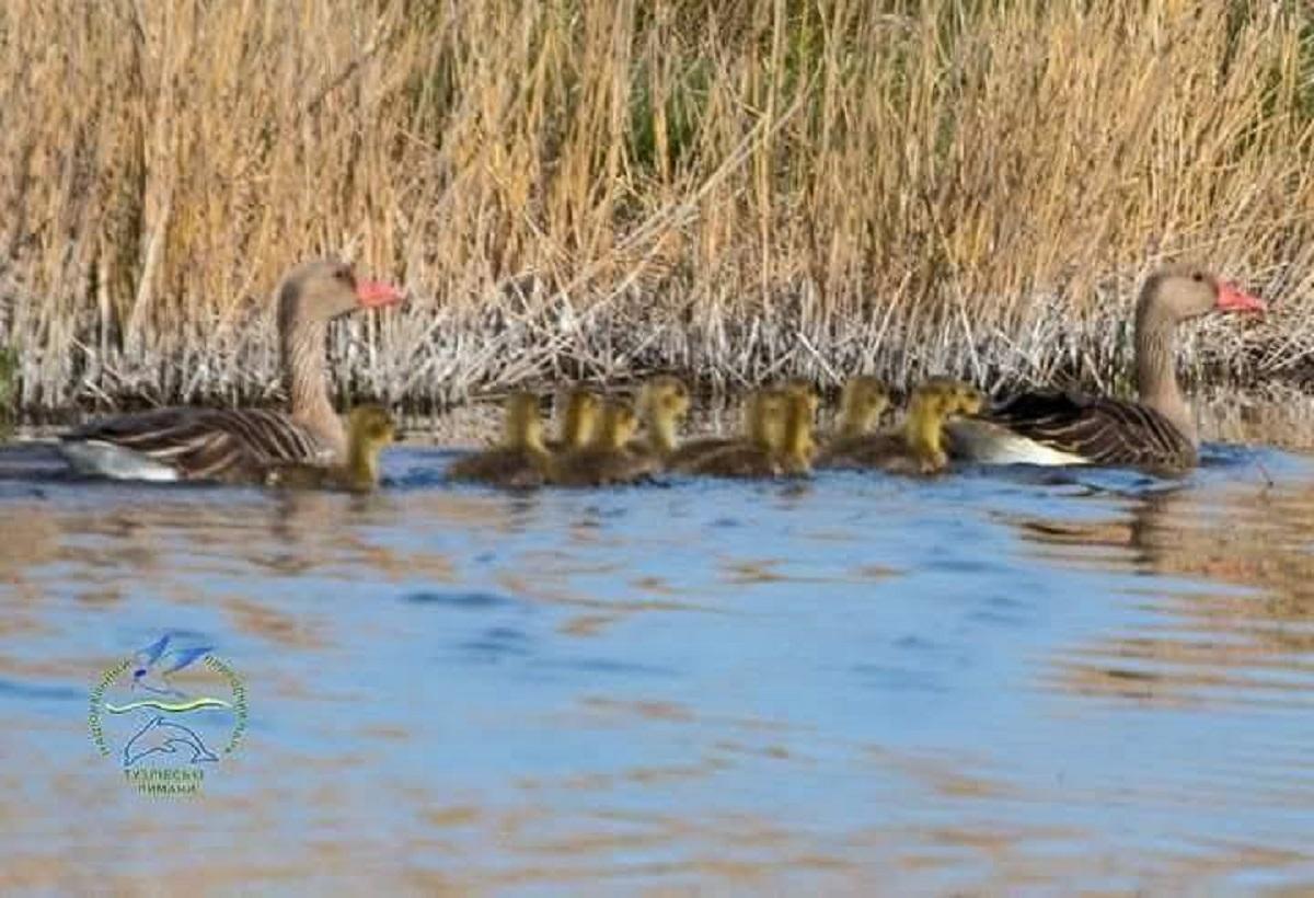 В нацпарку на Одещині з’явилось потомство у птахів, які можуть прожити чверть століття