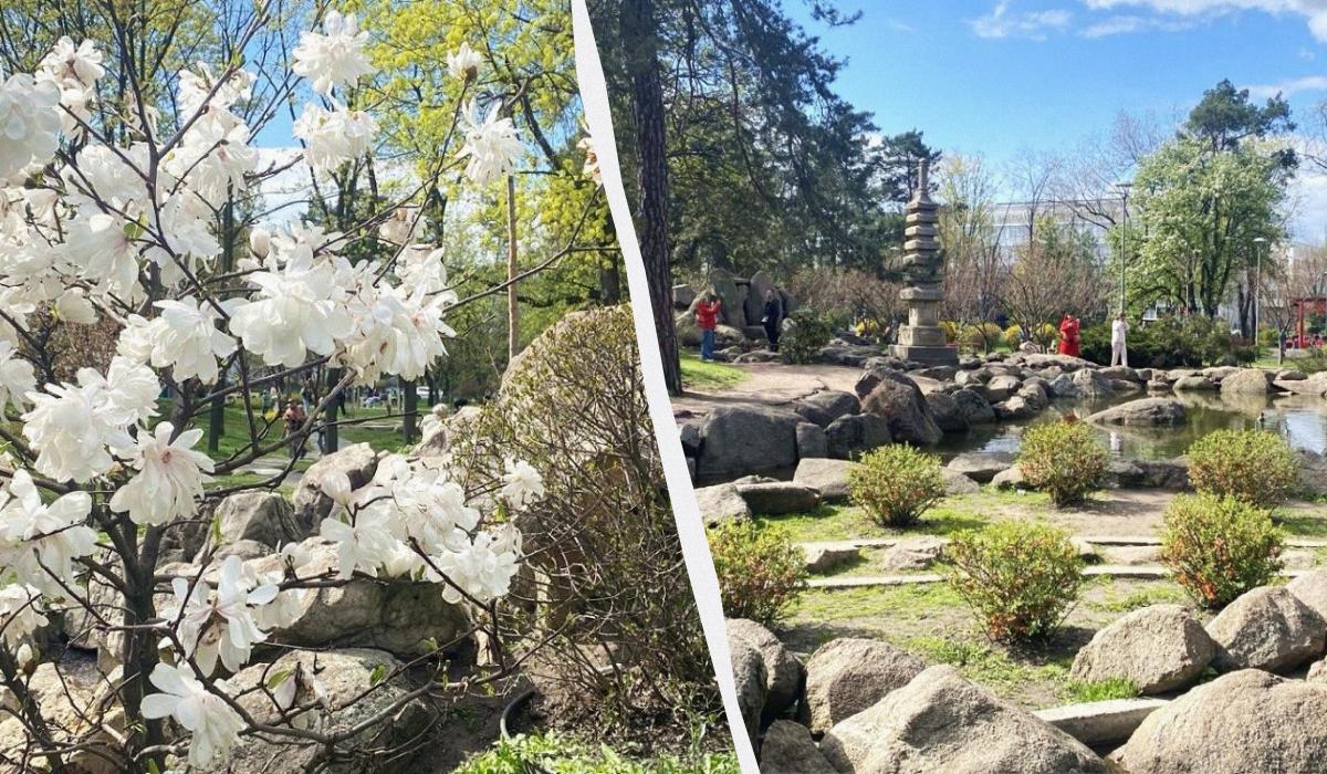 В Києві почали цвісти сакури: в парку 