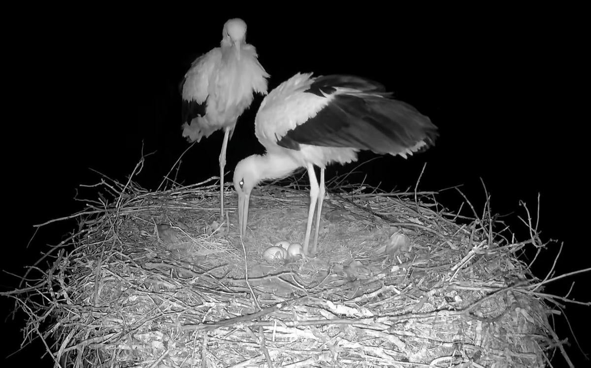 В ожидании птенцов: у знаменитых аистов Одарки и Грицика появилось уже четвертое яйцо