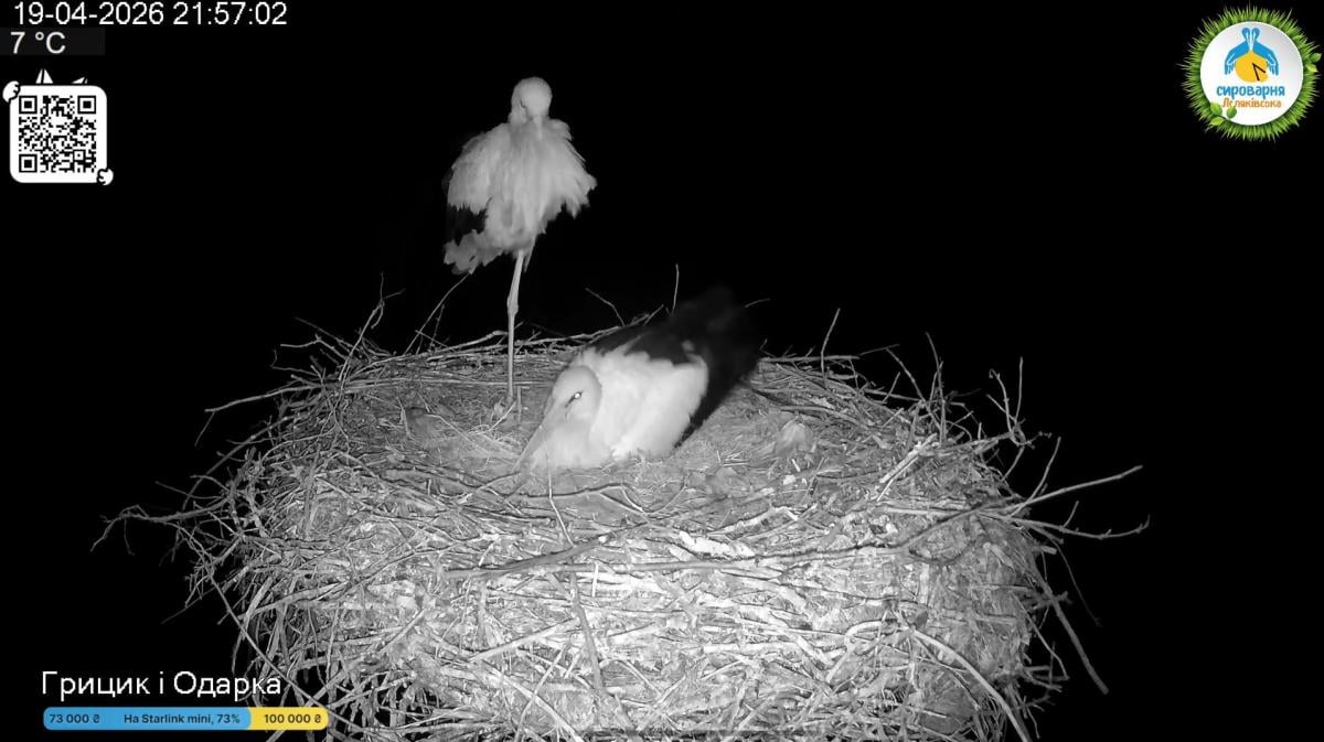 В ожидании птенцов: у знаменитых аистов Одарки и Грицика появилось уже четвертое яйцо