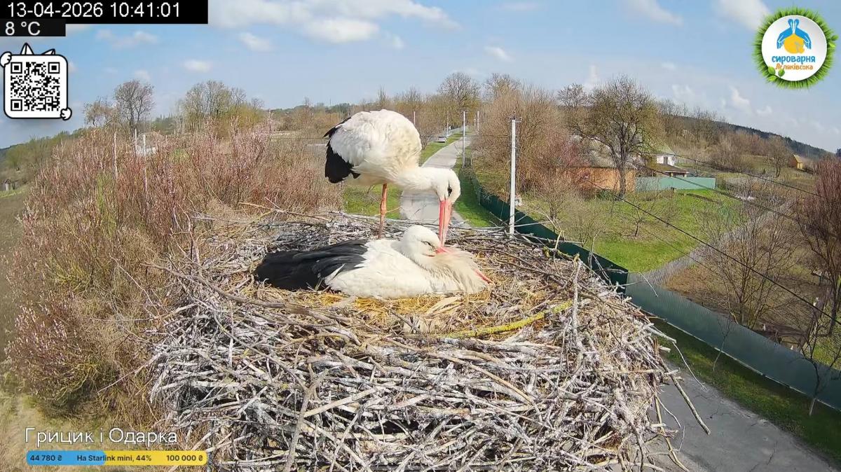 В ожидании птенцов: у знаменитых аистов Одарки и Грицика появилось уже четвертое яйцо