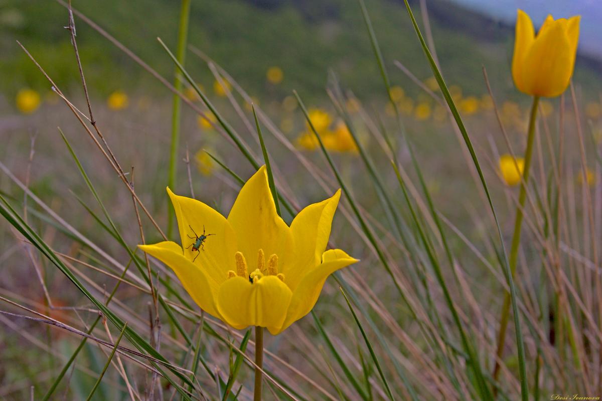 Один из самых редких цветов в мире все чаще появляется возле Дуная: почему это хороший знак