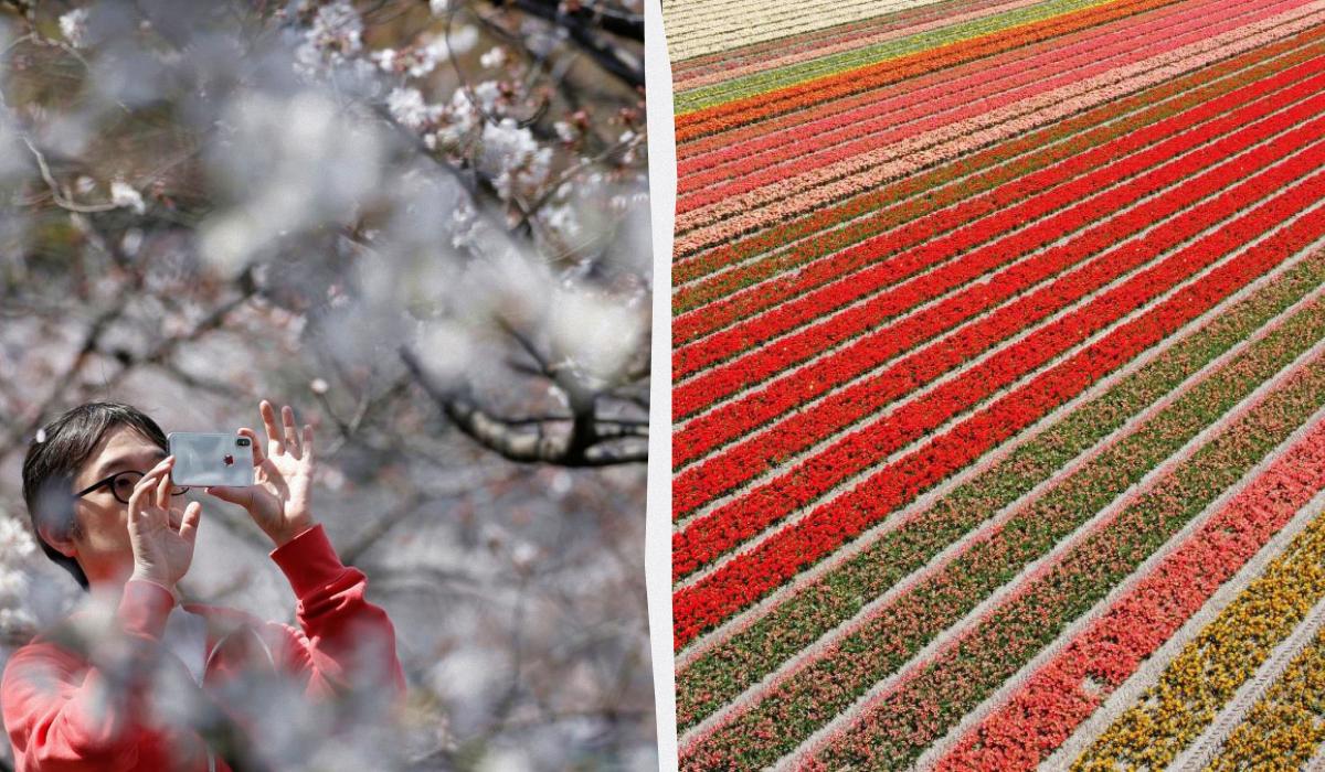 Цветочный туризм стал одним из главных трендов в 2026 году: 5 лучших мест в мире для путешествия