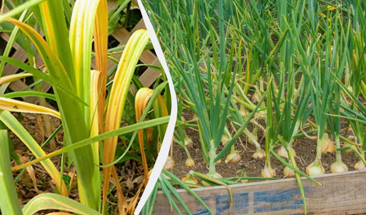 Чим полити цибулю, якщо її листя почало жовтіти