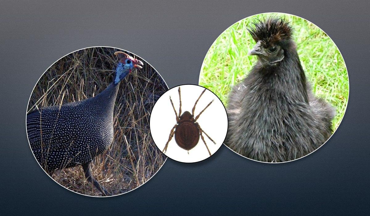 Чи справді є птахи, які полюють на кліщів: орнітолог розкрив правду