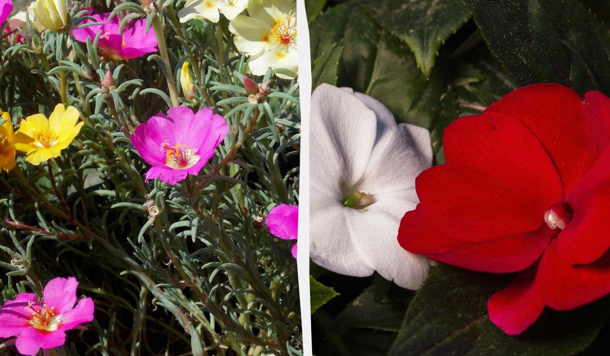 Ці квіти будуть цвісти все літо: що посадити навесні