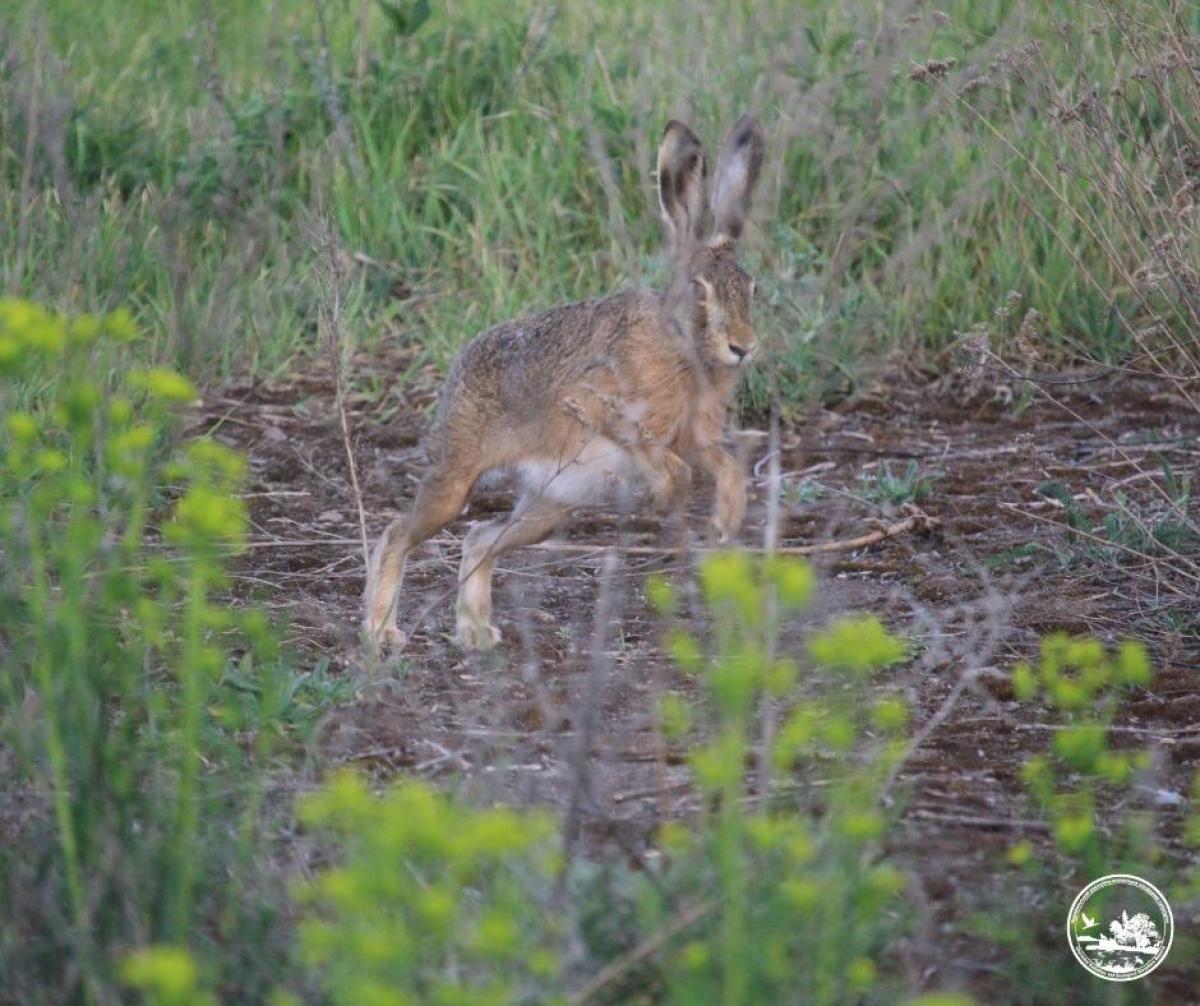 Промчалась неуловимая тень: возле Чернобыля заметили очень быстрое животное (фото)