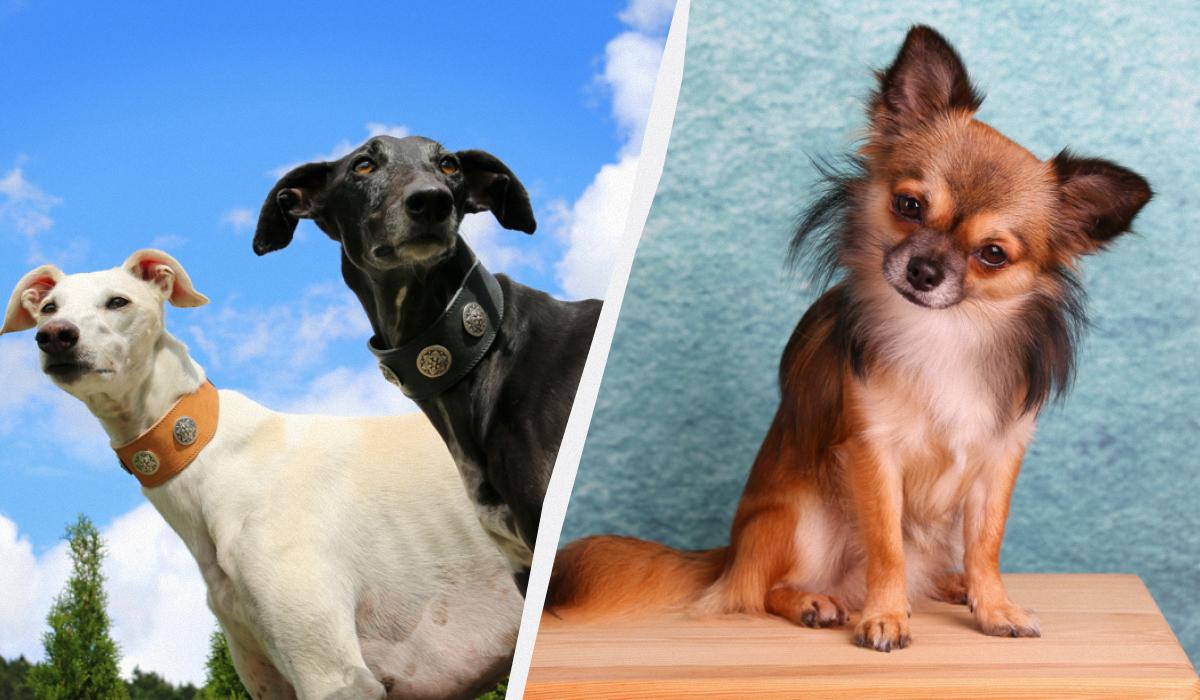 Названо породи собак, які живуть до 20 років: список довгожителів