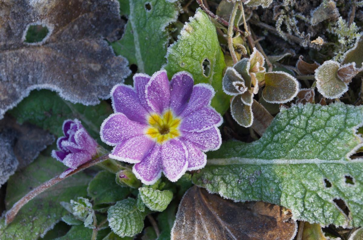 Вночі температура в Україні впаде до "мінусів": які області підморозить