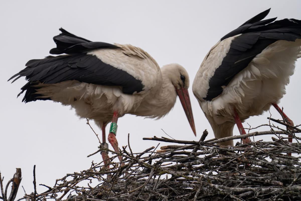 Символ безпечного повернення додому: польська лелека обрала жити в Україні (фото)