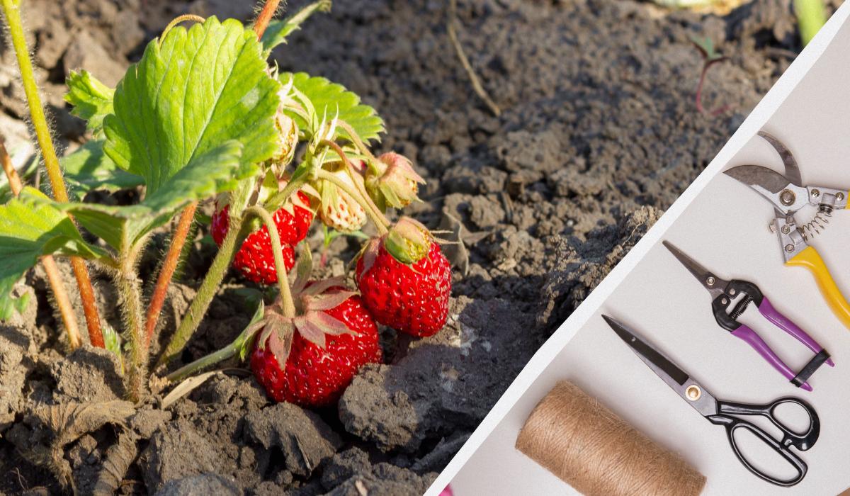 как ухаживать за клубникой после зимы