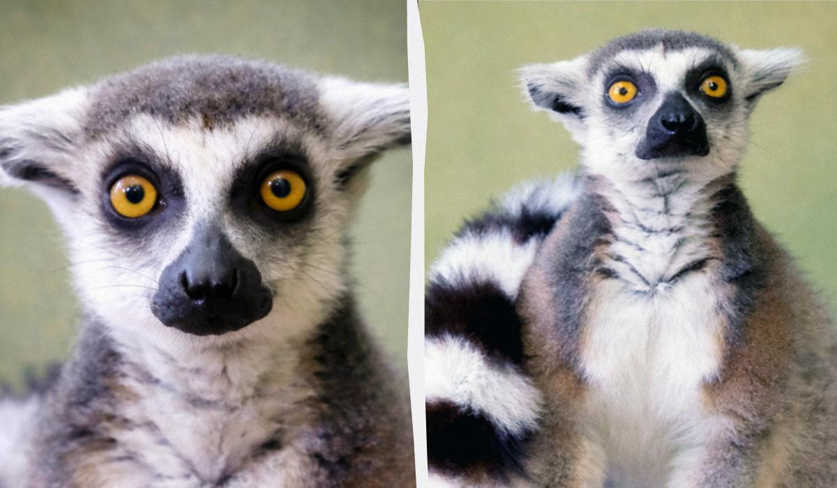 Порятунок лемура Котика: КиївЗоо показав чергову жертву домашнього утримання