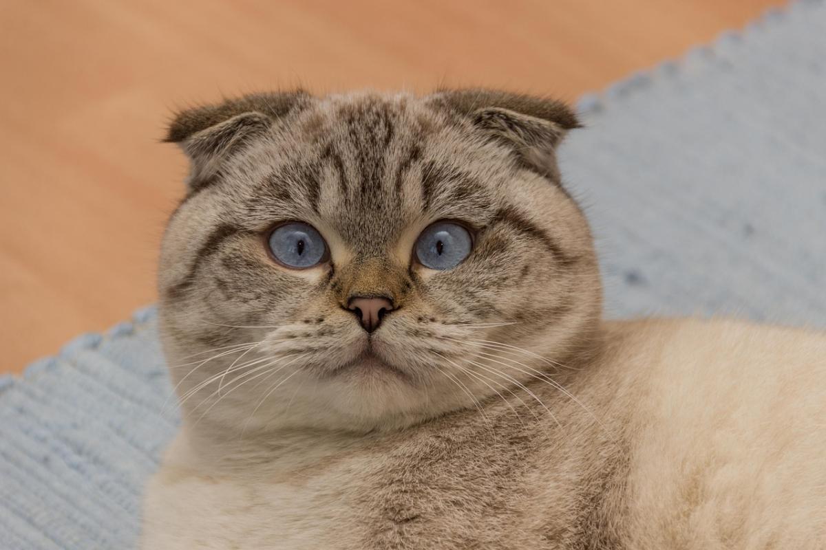 Вміють плавати та можуть виконувати трюки: ветеринари назвали 7 кумедних порід котів