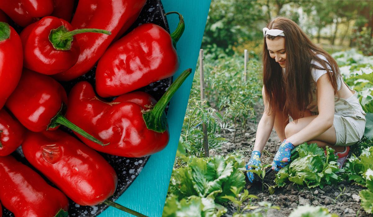 Врожаю буде на все літо: які рослини-компаньйони підвищать родючість перцю