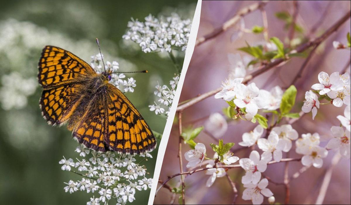 яке сьогодні свято