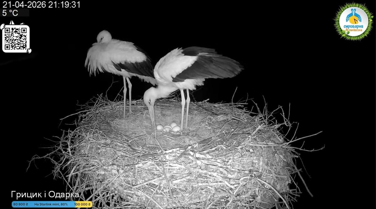 У зіркових лелек Одарки та Грицика з’явилося п’яте яйце: коли очікувати пташенят
