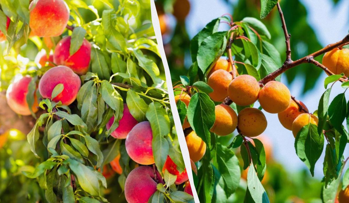 Украине грозит дефицит абрикосов и персиков, цены вырастут почти вдвое, – эксперт