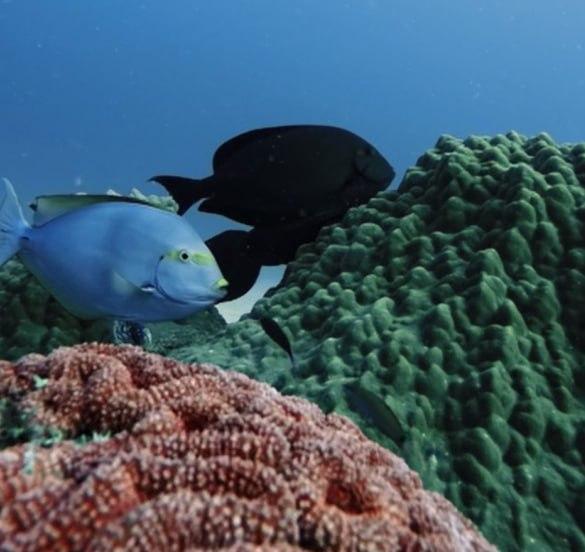 Дайвер помітив щось дуже дивне під час дослідження Великого Бар'єрного рифу (відео)