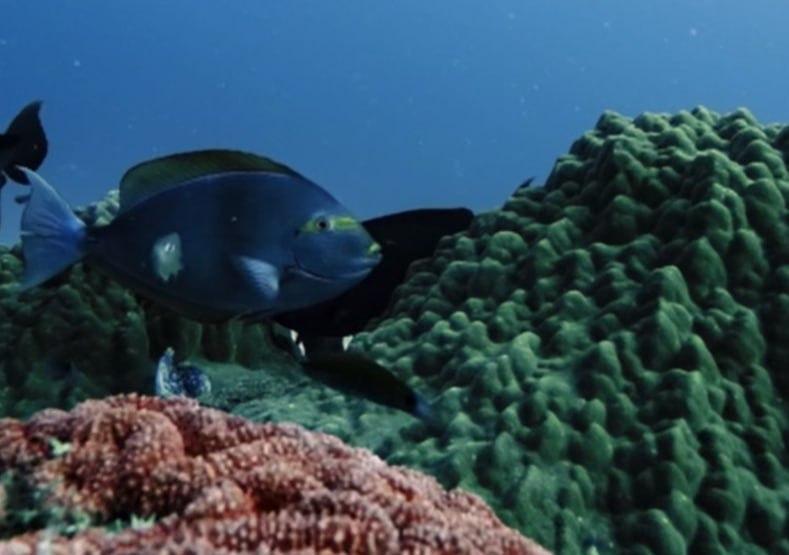 Дайвер помітив щось дуже дивне під час дослідження Великого Бар'єрного рифу (відео)