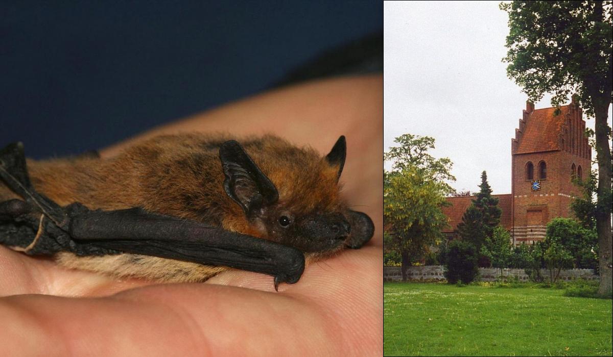 Як зробити нічні міста безпечними для кажанів: перший експеримент відбувся в Данії