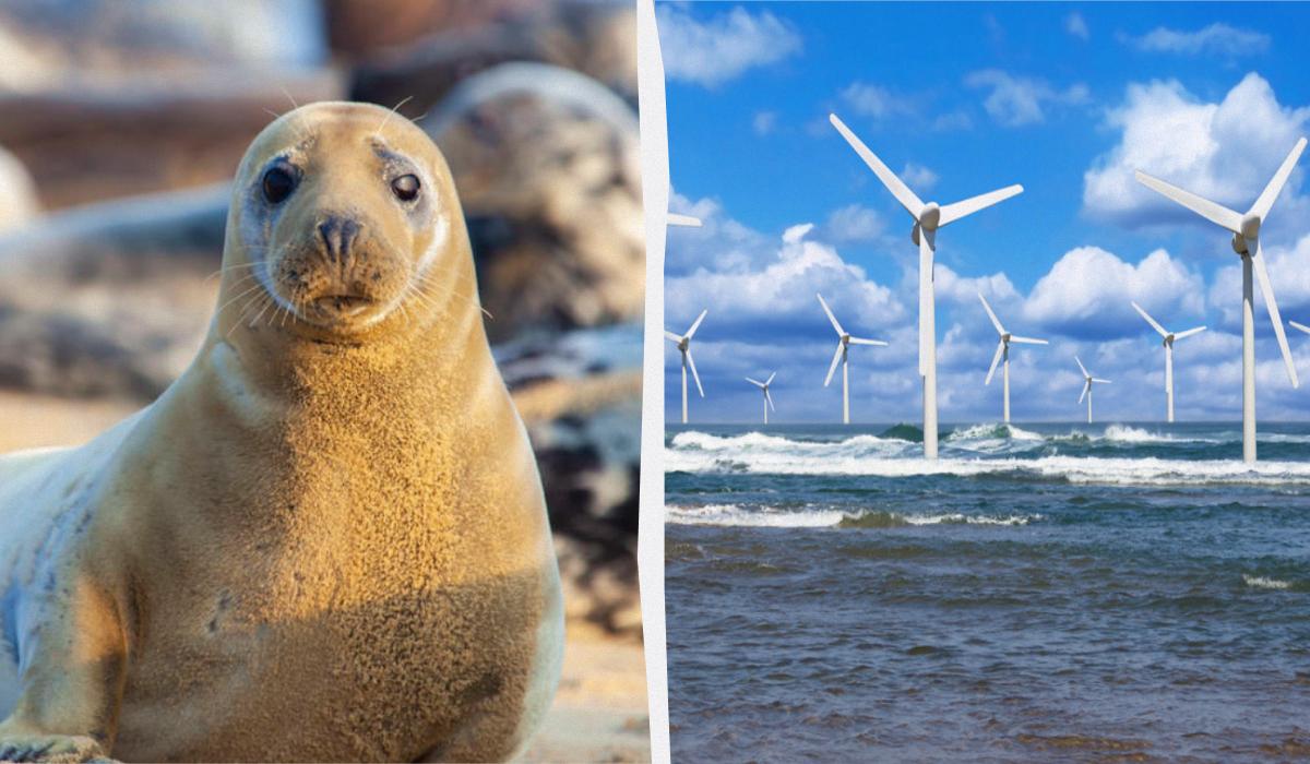 Тюлені тікають від будівництва вітряків, та згодом повертаються і поводяться незвично