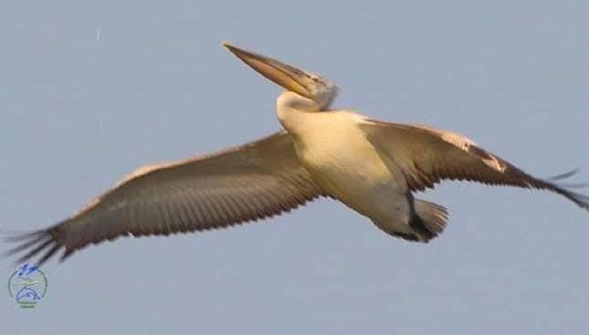 До Одещини завітав рідкісний птах-гігант з румунським датчиком