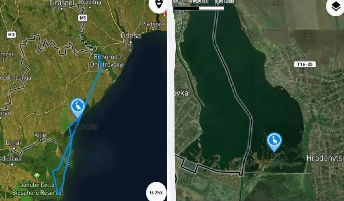 В Одесскую область прилетела редкая гигантская птица с румынским датчиком