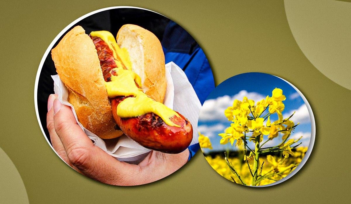 Чому раптом хочеться гірчиці і скільки її можна їсти: лікарка розповіла про користь приправи