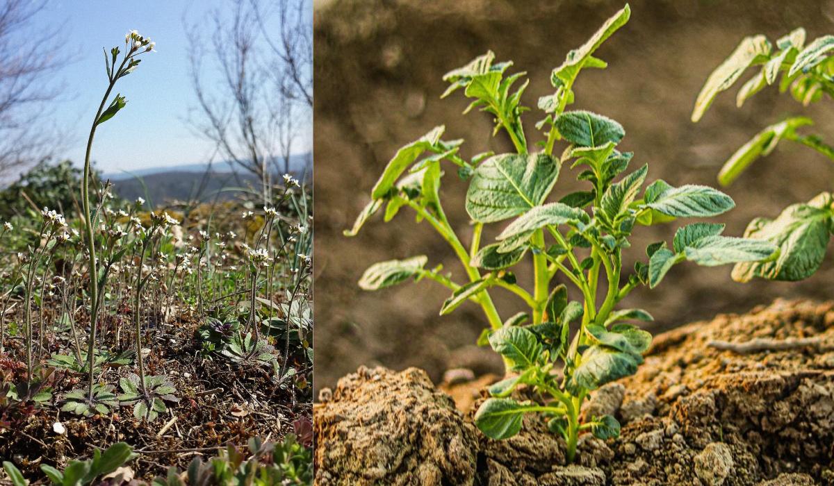Картоплю і рис одягнуть у 'білковий светр': вчені у пошуках рятувати врожаї від холодів