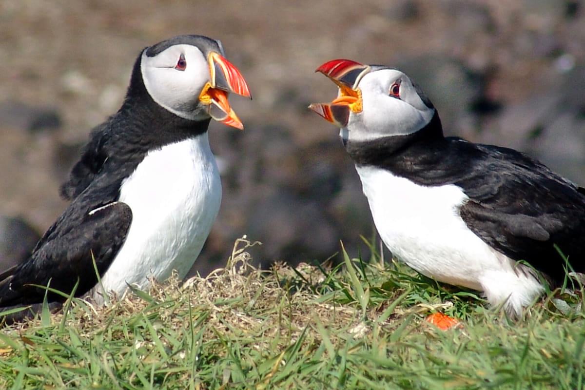 У Великій Британії зафіксували аномальну кількість рідкісних птахів із червоними дзьобами