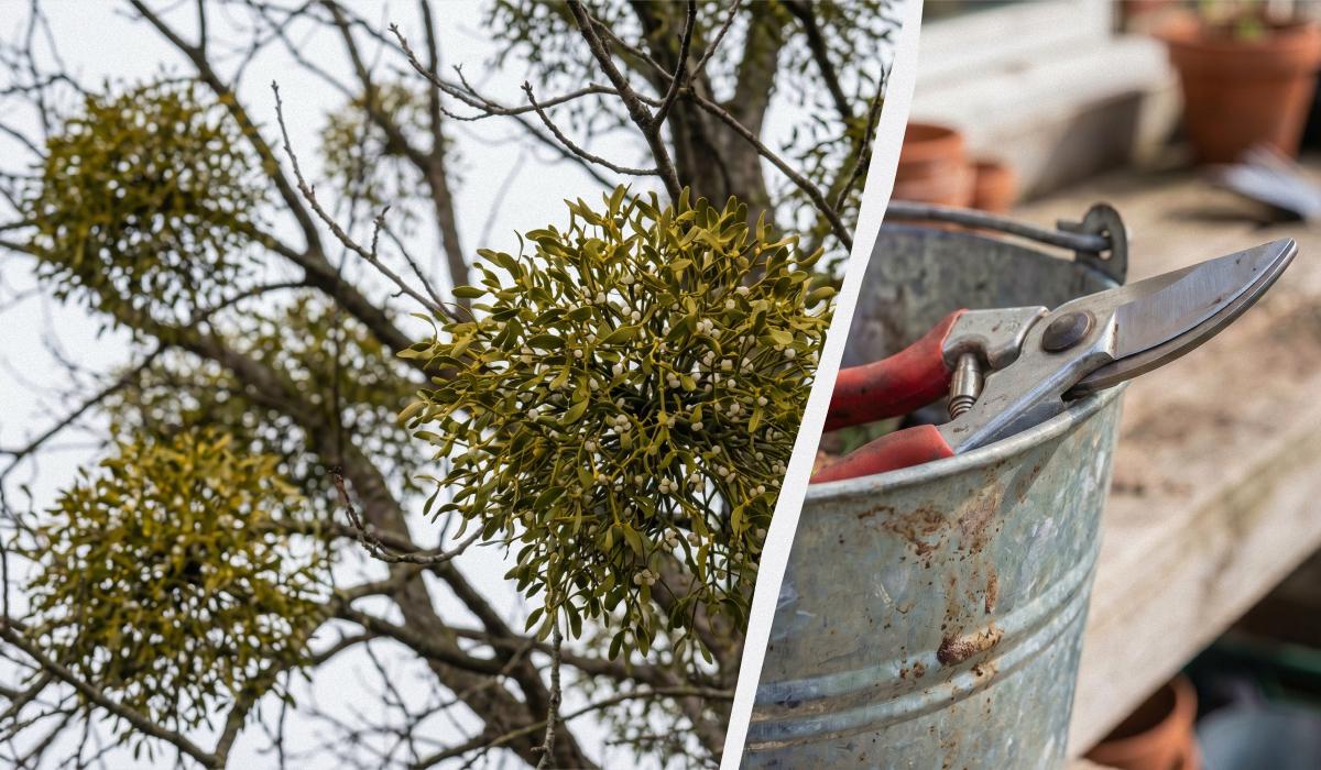 Как избавиться от омели