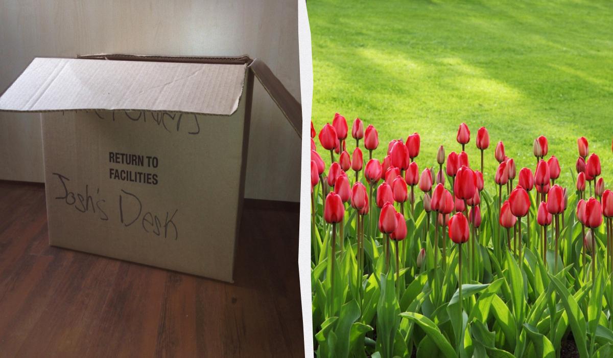 Не сміття, а цінний ресурс: 3 способи використати картон у вашому саду