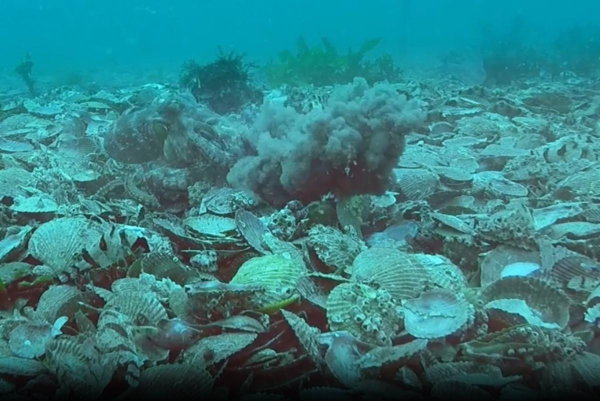 Чи справді самки восьминогів 'відбиваються' від самців камінням: відповідь вчених