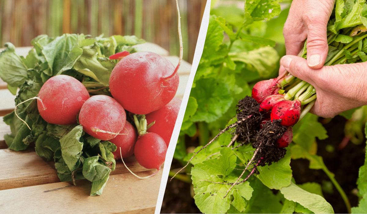 Просте правило збільшить редис вдвічі: як правильно доглядати за овочем