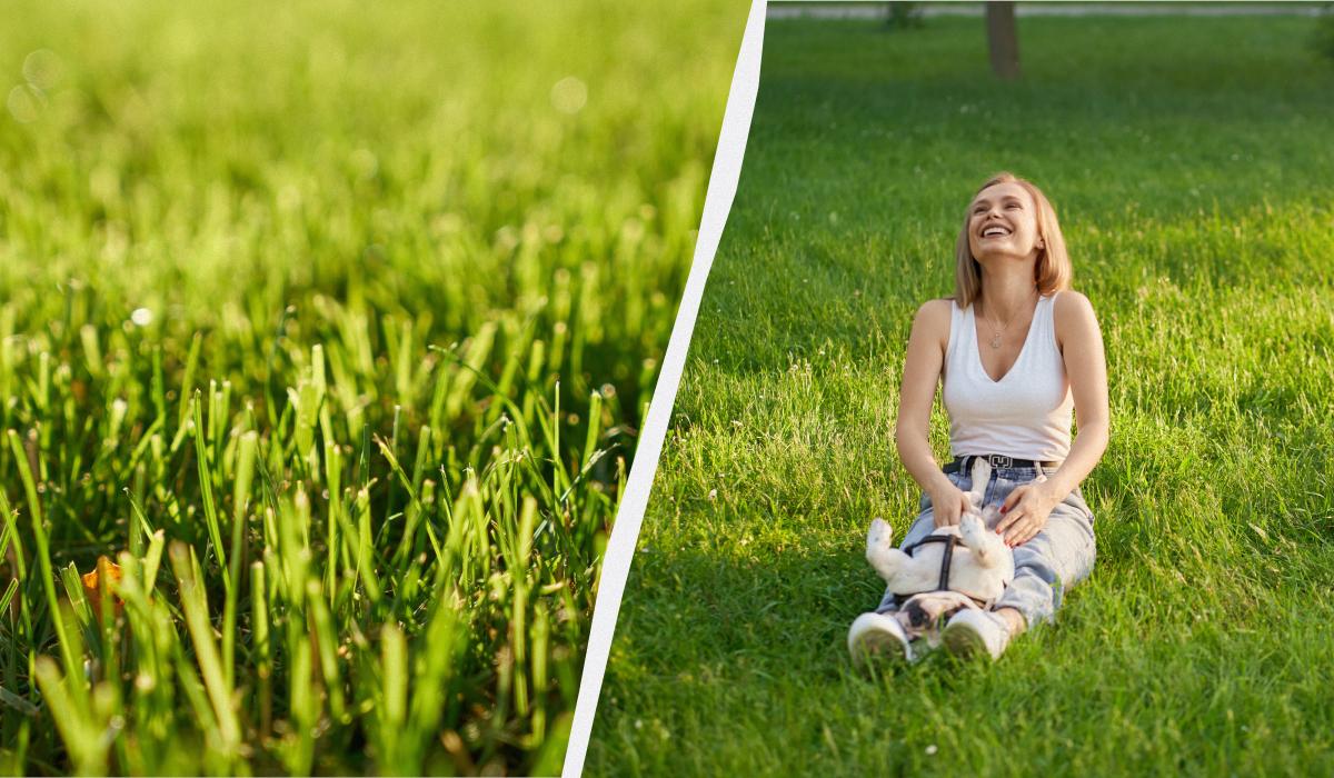 Можно ли семена газона просто посыпать сверху