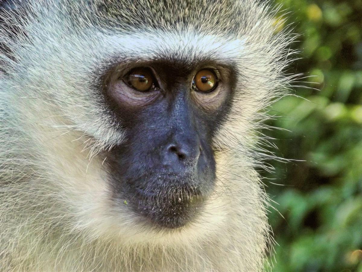 Обезьяна напала на американского моряка, направлявшегося на разминирование Ормузского пролива