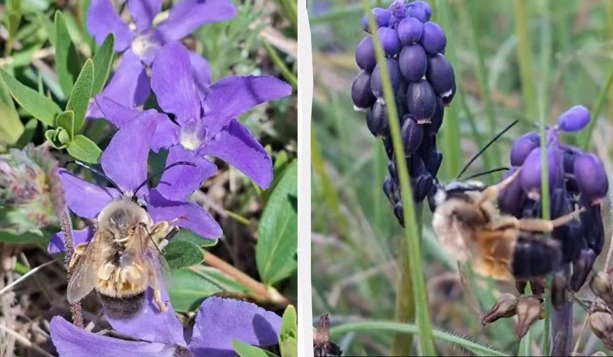 Живуть без 'королеви': у чому унікальність комах, що заполонили степ на Одещині (відео)