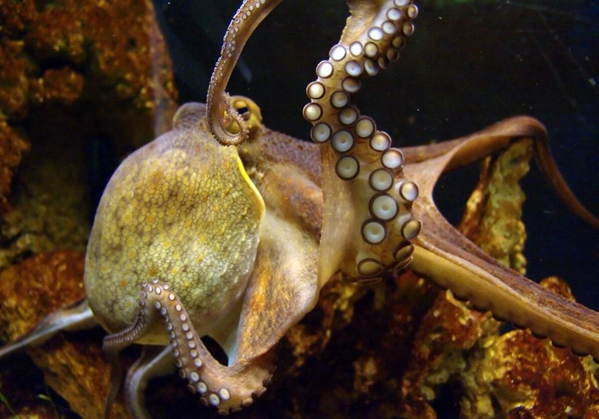 На Земле обитали 'кракеноподобные' интеллектуальные осьминоги размером с грузовик, - ученые