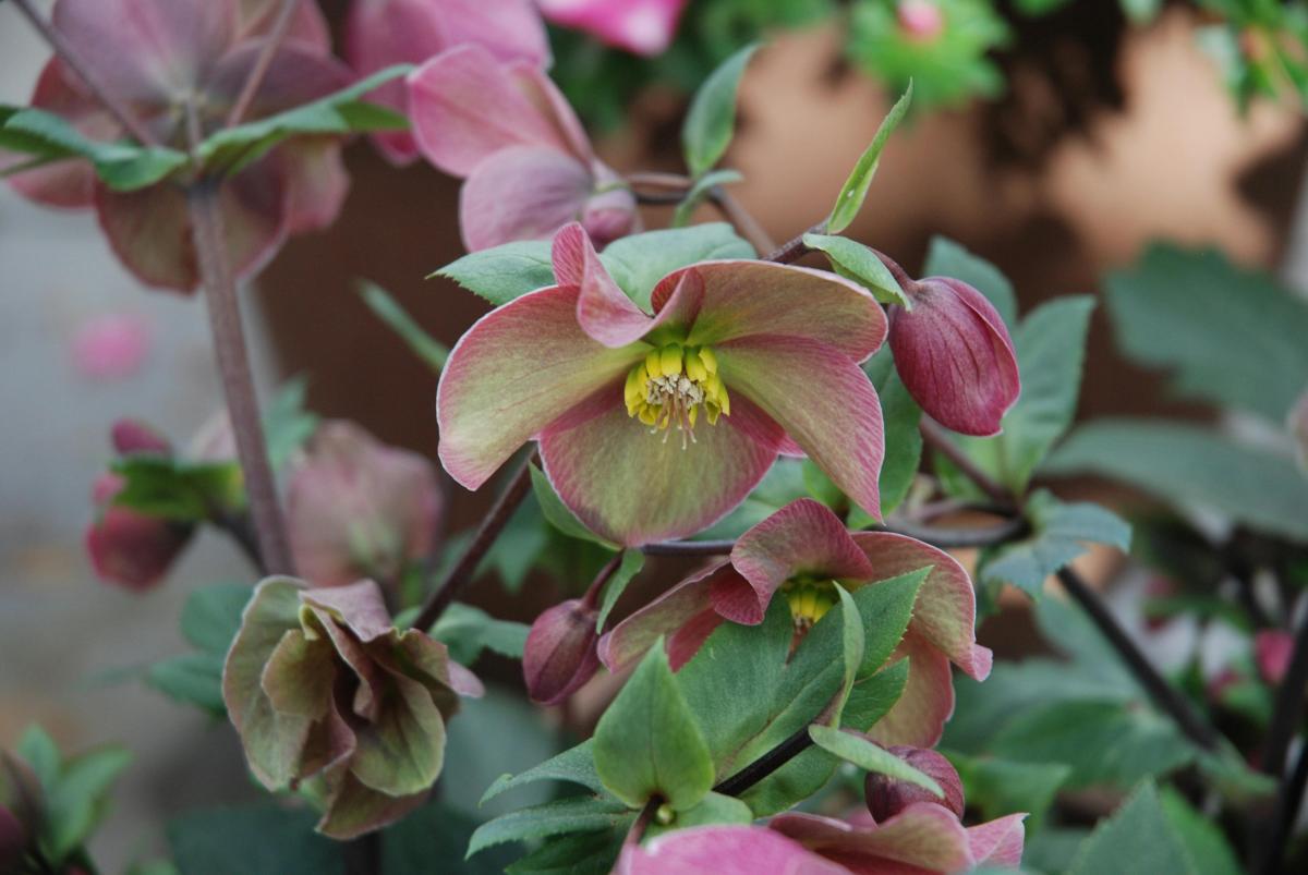 Как избавиться от сорняков