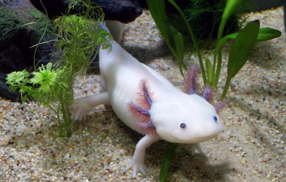 В Великобритании девочка нашла под мостом одну из самых редких в мире амфибий