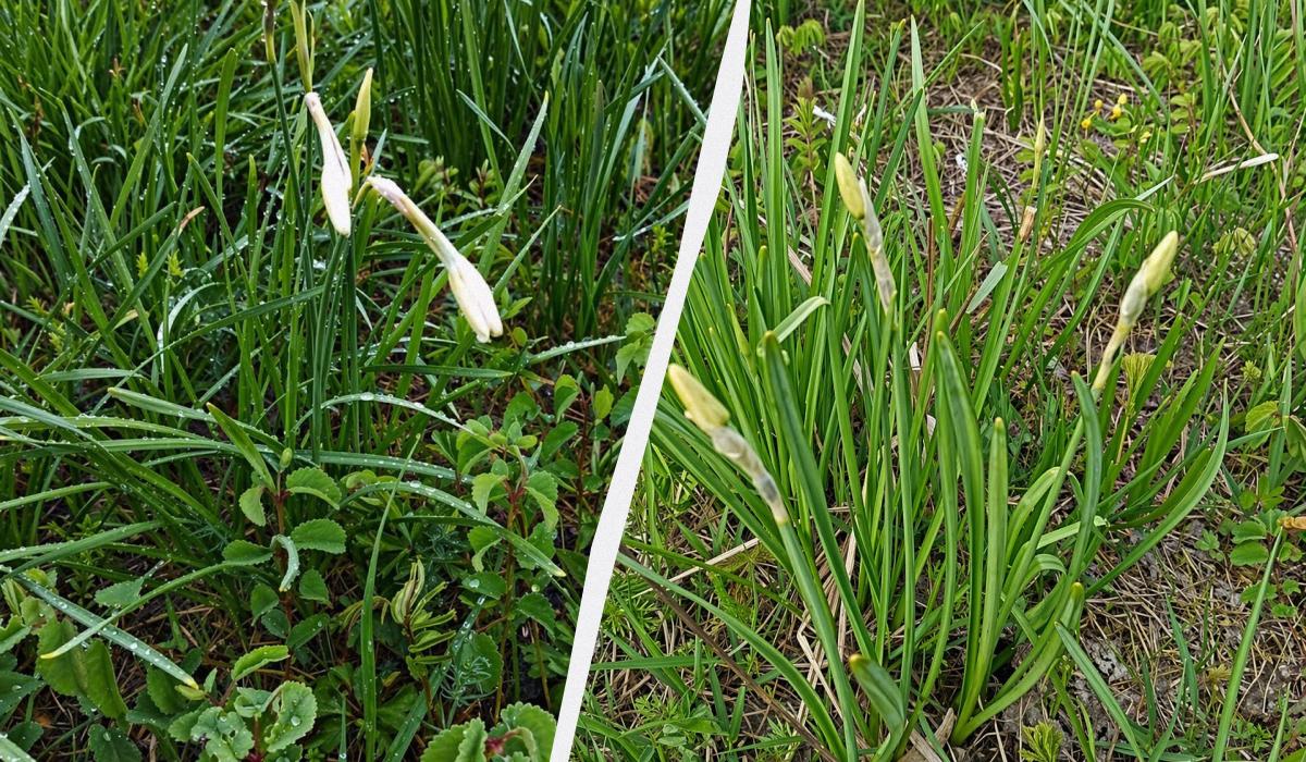 Перші квіти у Долині нарцисів: на вихідні очікується масове цвітіння