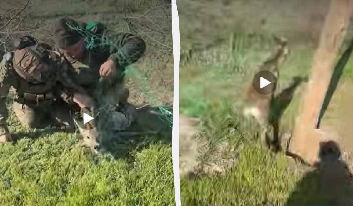 Пограничники спасли косулю, которая запуталась в антидроновой сетке (видео)