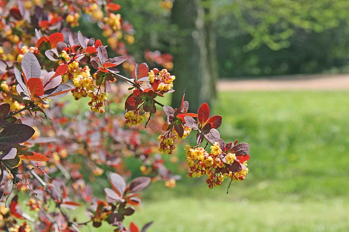 Красивый, но опасный: этот кустарник называют 'магнитом для клещей'